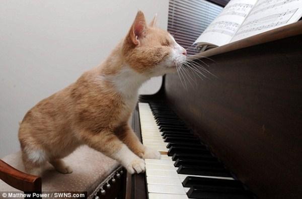 Chu meo mu nhung me choi piano