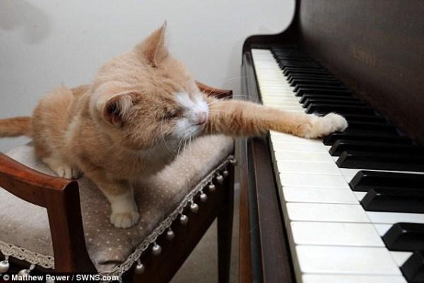 Chu meo mu nhung me choi piano